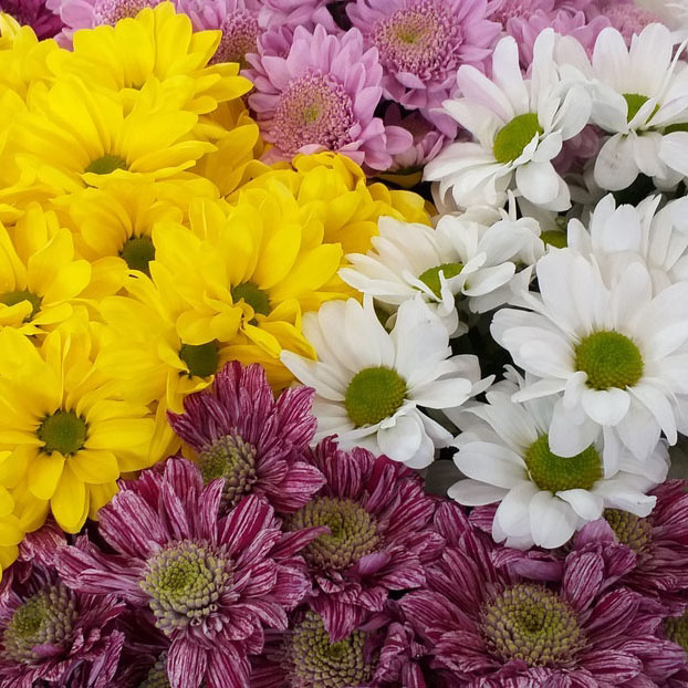 Сорта Роз, ассортимент цветов